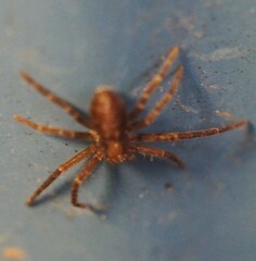 Philodromus rufus