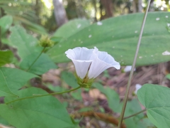 Convolvulaceae