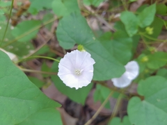 Convolvulaceae