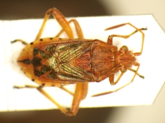 Stictopleurus abutilon