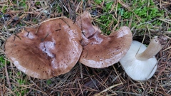 Tricholoma pessundatum