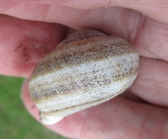 Otala lactea