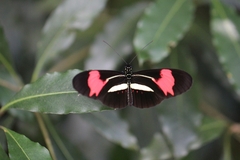 Heliconius erato