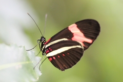 Heliconius erato