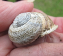 Otala lactea