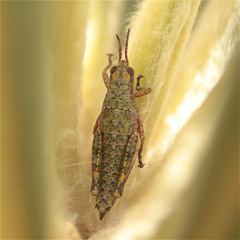 Agesander ruficornis