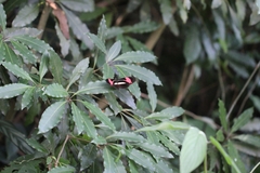 Heliconius erato