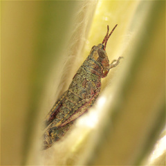 Agesander ruficornis