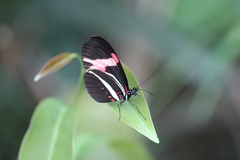 Heliconius erato