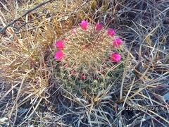 Mammillaria haageana