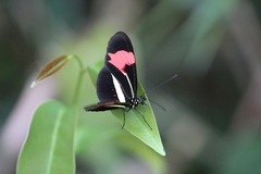 Heliconius erato