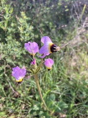 Primula clevelandii