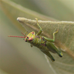 Agesander ruficornis