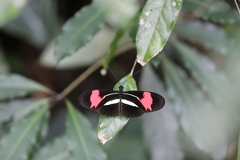Heliconius erato