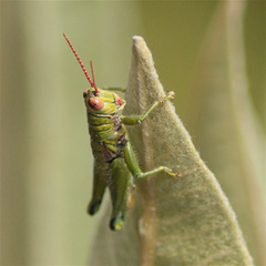 Agesander ruficornis