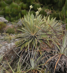 Espeletia corymbosa