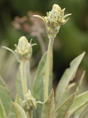 Espeletia corymbosa