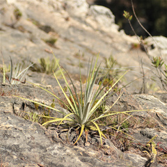 Puya