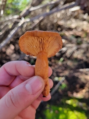Lactarius rubidus