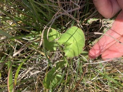 Centella cordifolia