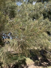 Casuarina cunninghamiana