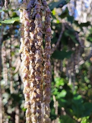 Garrya elliptica