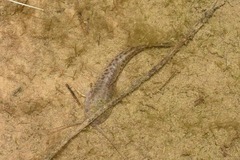Callichthyinae
