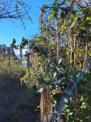 Garrya elliptica