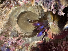 Mazzaella splendens