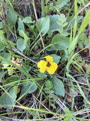 Viola pedunculata
