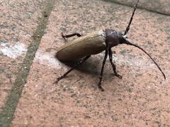 Agrianome spinicollis