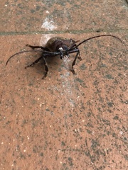 Agrianome spinicollis