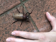 Agrianome spinicollis