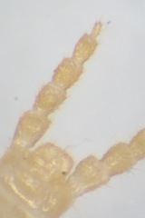 Schendyla nemorensis