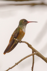 Amazilis amazilia