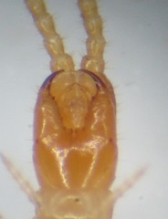 Schendyla nemorensis