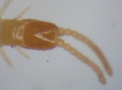 Schendyla nemorensis