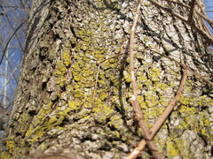 Candelariella efflorescens