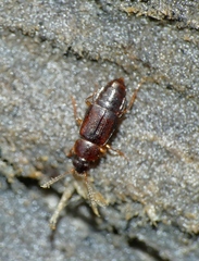 Phyllodrepoidea crenata