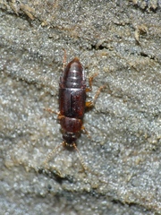 Phyllodrepoidea crenata