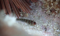 Barred Eviota photo 3