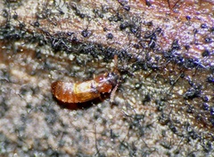 Phloeonomus punctipennis