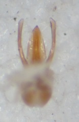 Phyllodrepoidea crenata