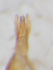 Phloeonomus punctipennis