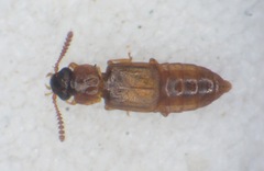 Phloeonomus punctipennis