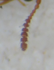 Phloeonomus punctipennis