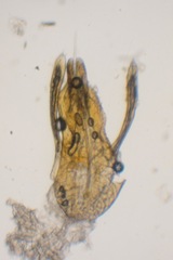 Phloeonomus punctipennis