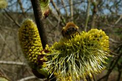 Colletes cunicularius