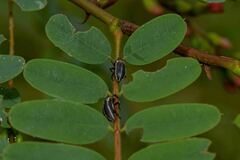 Eudiagogus episcopalis