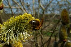 Colletes cunicularius